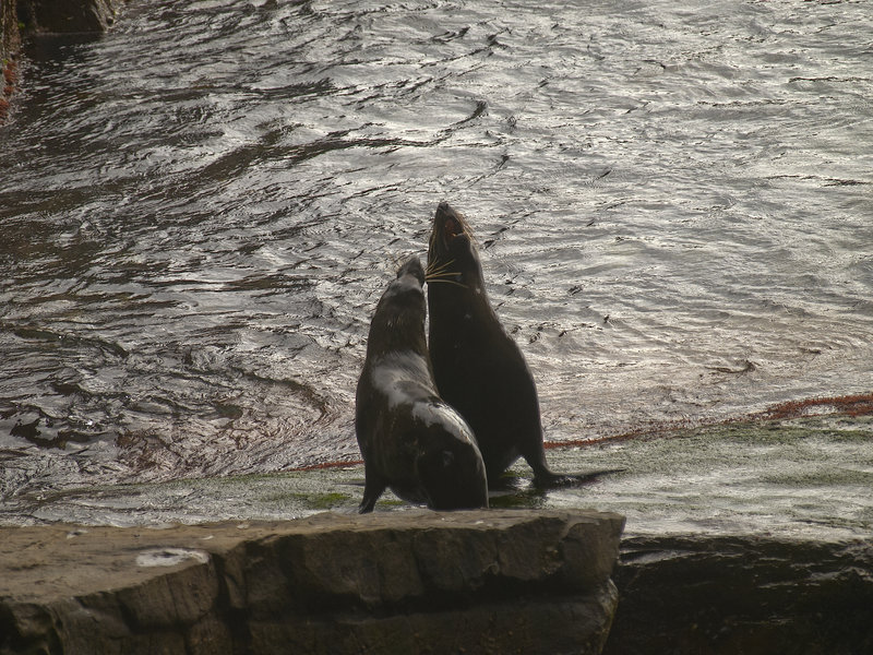 Kangaroo Island, Fur Seal
